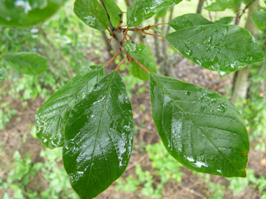 Feuilles ovales, quasiment opposées, très finement dentées, longues de 3 à 6 cm et dotées de 3 ou 4 paires de nervures convergentes. Agrandir dans une nouvelle fenêtre (ou onglet)